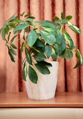 Green schefflera house plant in interior on terracotta curtains backdrop. Home image with indoor plant close up.