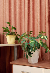 Green schefflera and ficus house plants in interior room on terracotta drapery backdrop. Indoor plants in interior.