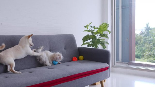 A cute purebred white Shiba Inu tries to call attention from a grumpy small white Maltese dog playing with colorful balls. Joyful canine during playtime. 