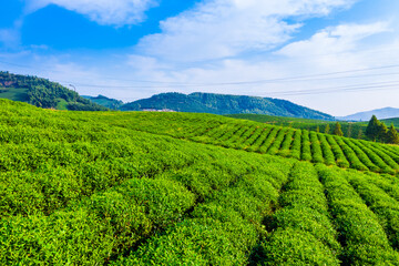 Fototapeta na wymiar Aerial view of green tea plantation.