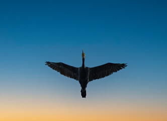 Cormorants flying in the evening sky with beautiful blue and gold tones.