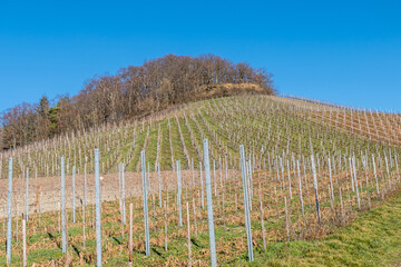 Weinberg im Winter