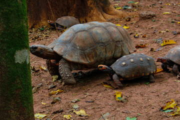 Obraz premium turtle on a rock