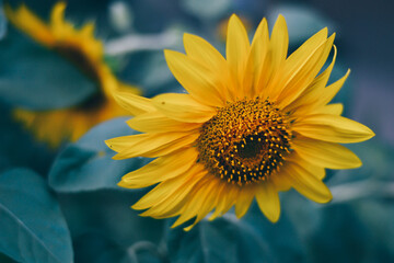Beautiful Sunflowers In The Field