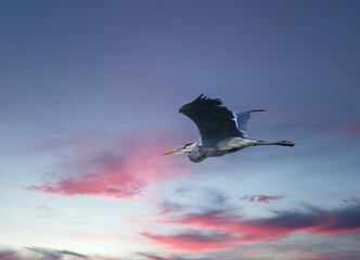 Garza real volando al atardecer con un bonito cielo con nubes rosadas
