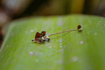 red ant on leaf