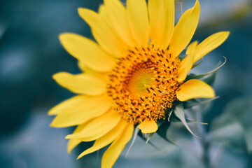 Close-up Of A Sunflower