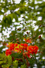 Obraz premium berries on a tree