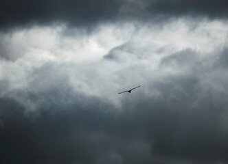 Fototapeta na wymiar Aguila volando en un cielo tormentoso con nubes grises que transmiten una atmósfera de peligro y lucha contra la adversidad