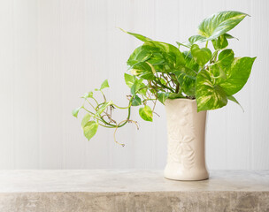 House plant Spotted betel or Australian native monstera or devil's ivy in white case on concrete table wooden background
