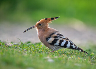 Hoopoe in the foreground perched on the grass as it searches for insects to feed with a nice background blur