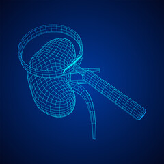 Kidneys human anatomy internal organ with magnifying glass. Medicine science technology concept. Wireframe low poly mesh vector illustration