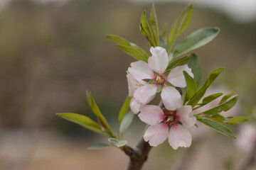 Almond tree blooming with white flowers in spring time