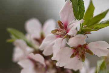 Almond tree blooming with white flowers in spring time