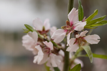 Obraz premium Almond tree blooming with white flowers in spring time