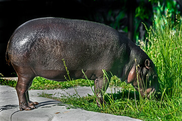 Pigmy hippopotamus eating grass on the lawn. Latin name - Hexaprotodon libiriensis	
