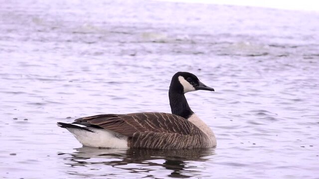 Ganada Goose Swiming on a frozen lake