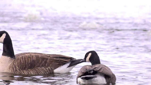 Ganada Goose Swiming on a frozen lake