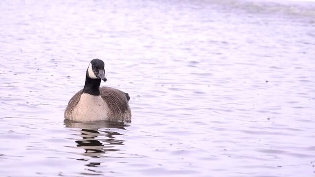 Ganada Goose Swiming on a frozen lake