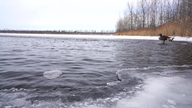 Ganada Goose Swiming on a frozen lake