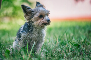 Young handsome morkie in summer park, close-up.