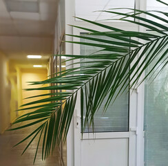 Part of palm tree on white background in the office