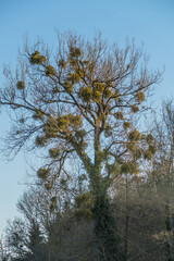 Baum mit vielen Misteln im Winter