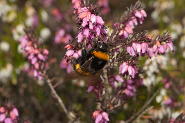Large Bumblebee on Spring flowers