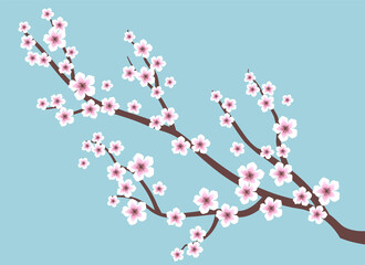 Cherry blossom on blue background. Vector illustration