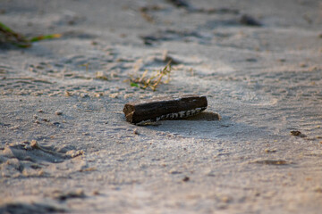 Macro on the beach