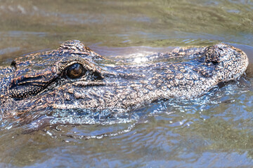 Real crocodile in the Everglades swamp, Florida, USA