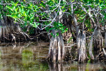 Mangrove vegetation in the Everglades, Florida, USA