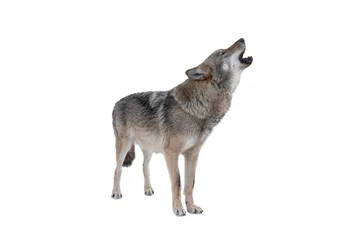 Tuinposter howling gray wolf isolated on white background © fotomaster