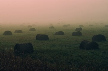 sunset over the field