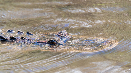 Real wild crocodile in the Everglades National Park in Florida, USA