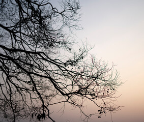 minimal silhouette of a tree on a blue sky captured during sunset with copyspace.