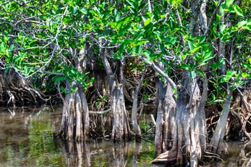 Mangrove vegetation in the Everglades, Florida, USA
