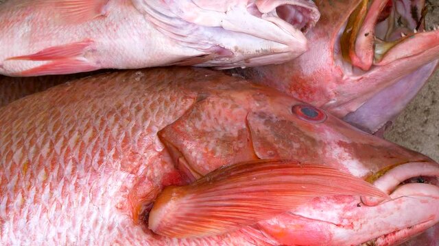 Closeup of redfishes fish head just after fisherman come back from fishing.