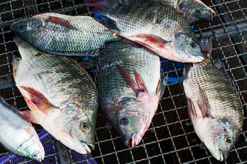 Oreochromis niloticus Many are sold in the bazaar.