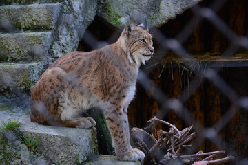 MOSCOW, RUSSIA - September 14, 2020: Nothern lynx in Moscow Zoo