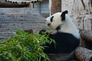 MOSCOW, RUSSIA - September 14, 2020: Panda bears in Moscow Zoo