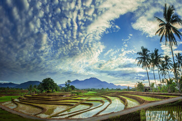 morning beauty on the rice terraces of the growing season with blue mountains and warm morning sunshine in indonesia