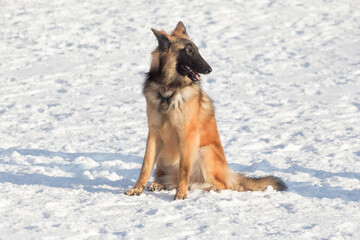 Cute tervuren puppy is sitting on white snow in the winter park. Belgian sheepdog. Pet animals.
