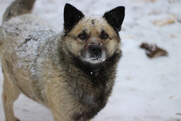 Senior Dog Fluffy Fur with Snowflakes in Yard during Snowfall Blizzard Looking at Camera