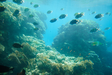 Underwater shot of tropical fish and coral reefs, natural scene.