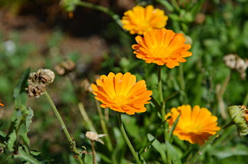 Calendula, Ringelblume, Ringelblumen