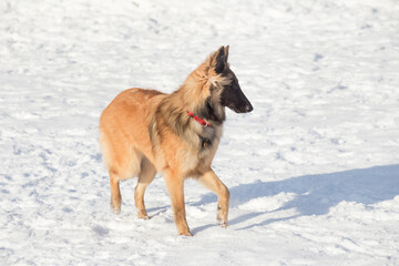 Fototapeta na wymiar Cute tervuren puppy is standing on white snow in the winter park. Belgian sheepdog. Pet animals.