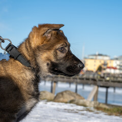 A profile portrait of an eleven weeks old German Shepherd puppy. Blue sky and snow in the background