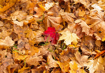 autumn leaves background