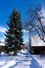 winter landscape with trees